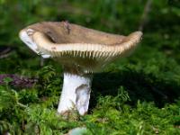 Leicht angenagter größerer Pilz